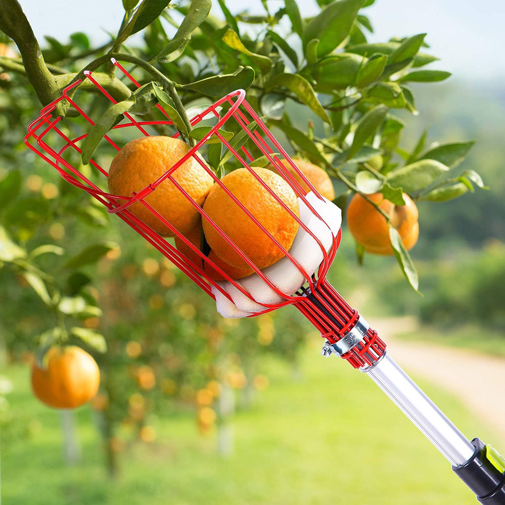 Easy-Pick Fruit Harvester Tool for Orchard and Garden