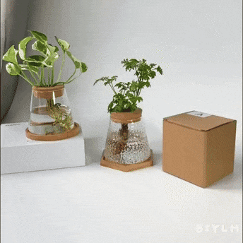 Hydroponic Plants Glass Flower Pots Home Decoration Transparent Small Vase Plant